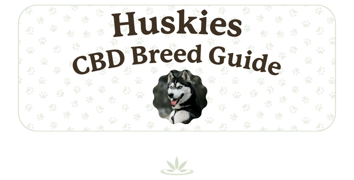CBD for Huskies Lolahemp Breed Guide