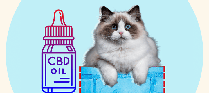CBD for Cats: Benefits