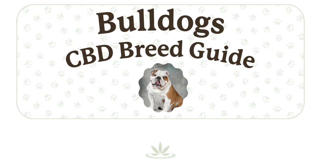 Bulldog CBD Breed Guide, Lolahemp