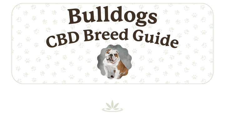 Bulldog CBD Breed Guide, Lolahemp