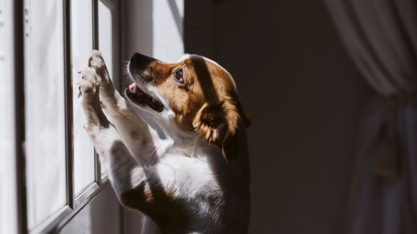 Understanding Why Dogs Struggle When You Leave