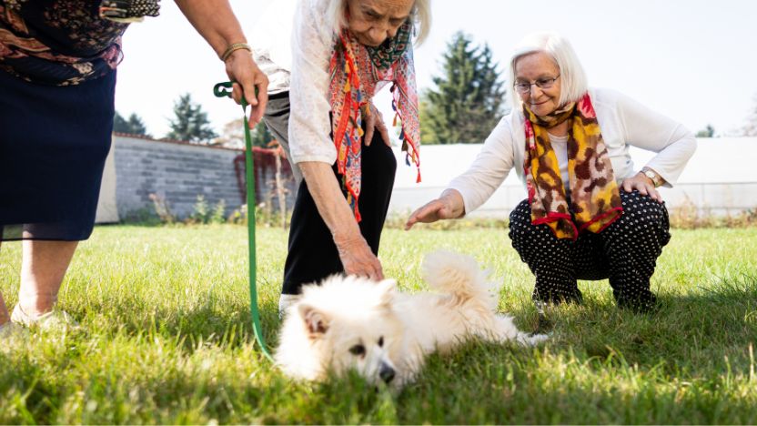 Building a Long-Term CBD Routine for Your Dog: Daily Use, Consistency, and What Changes Over Time