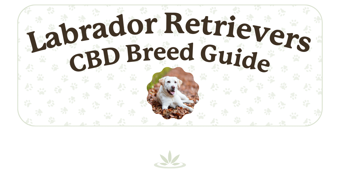 Labrador Retriever CBD Breed Guide