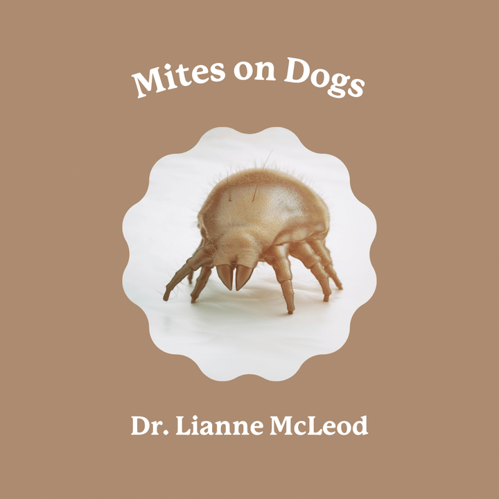 Mites on Dogs