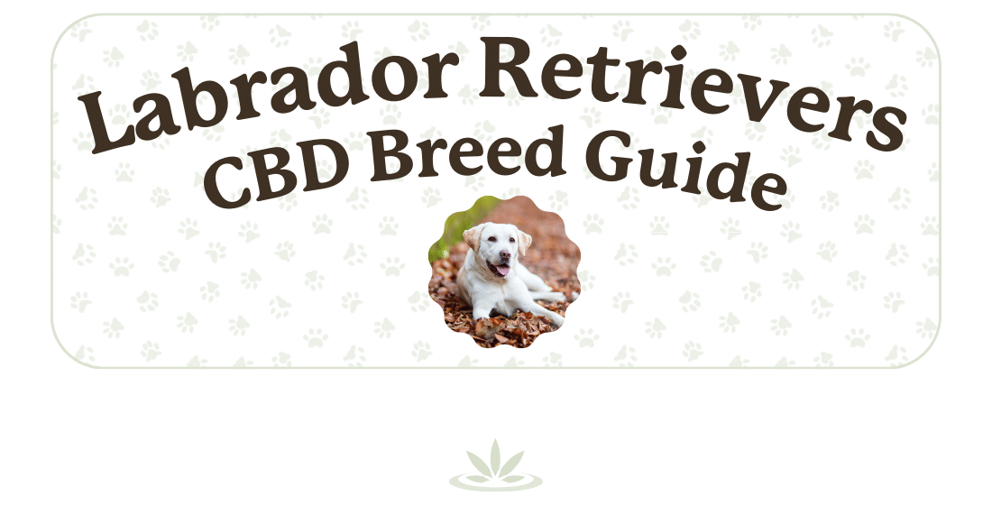 Can Labrador Retrievers Benefit from CBD?