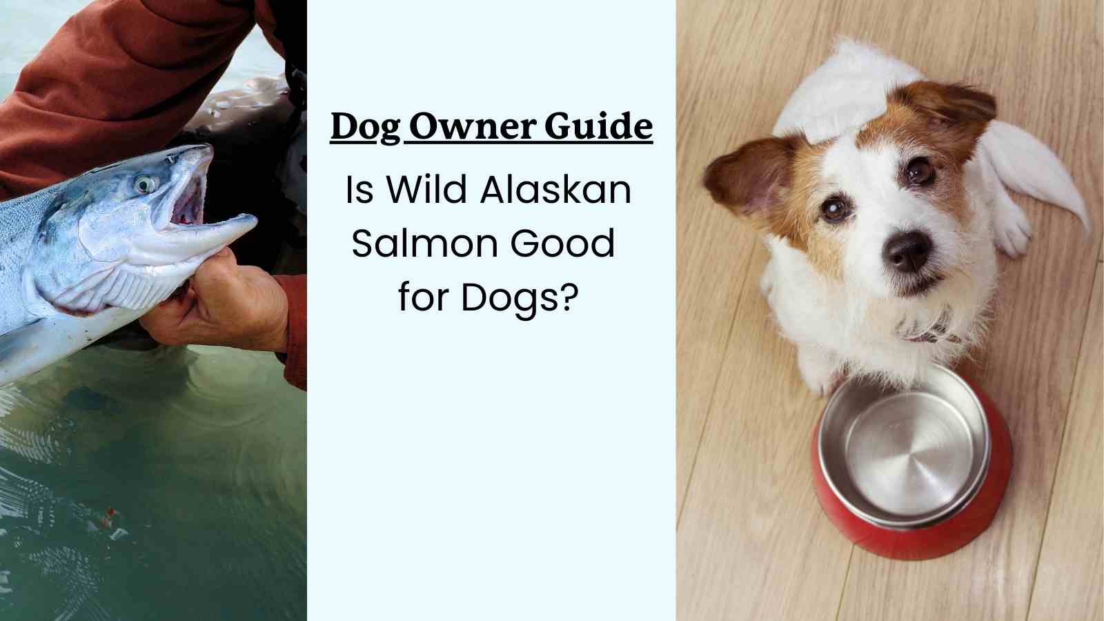 Learn about Salmon Oil & Wild Alaskan Salmon Oil for Dogs in This Article