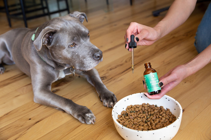 How to Give Hemp Oil for Dogs