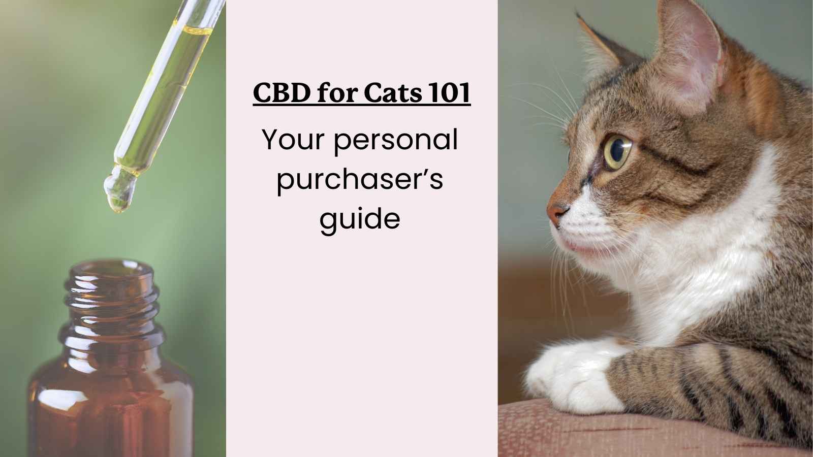 This is a guide to purchasing CBD oil or other CBD products for your cat.