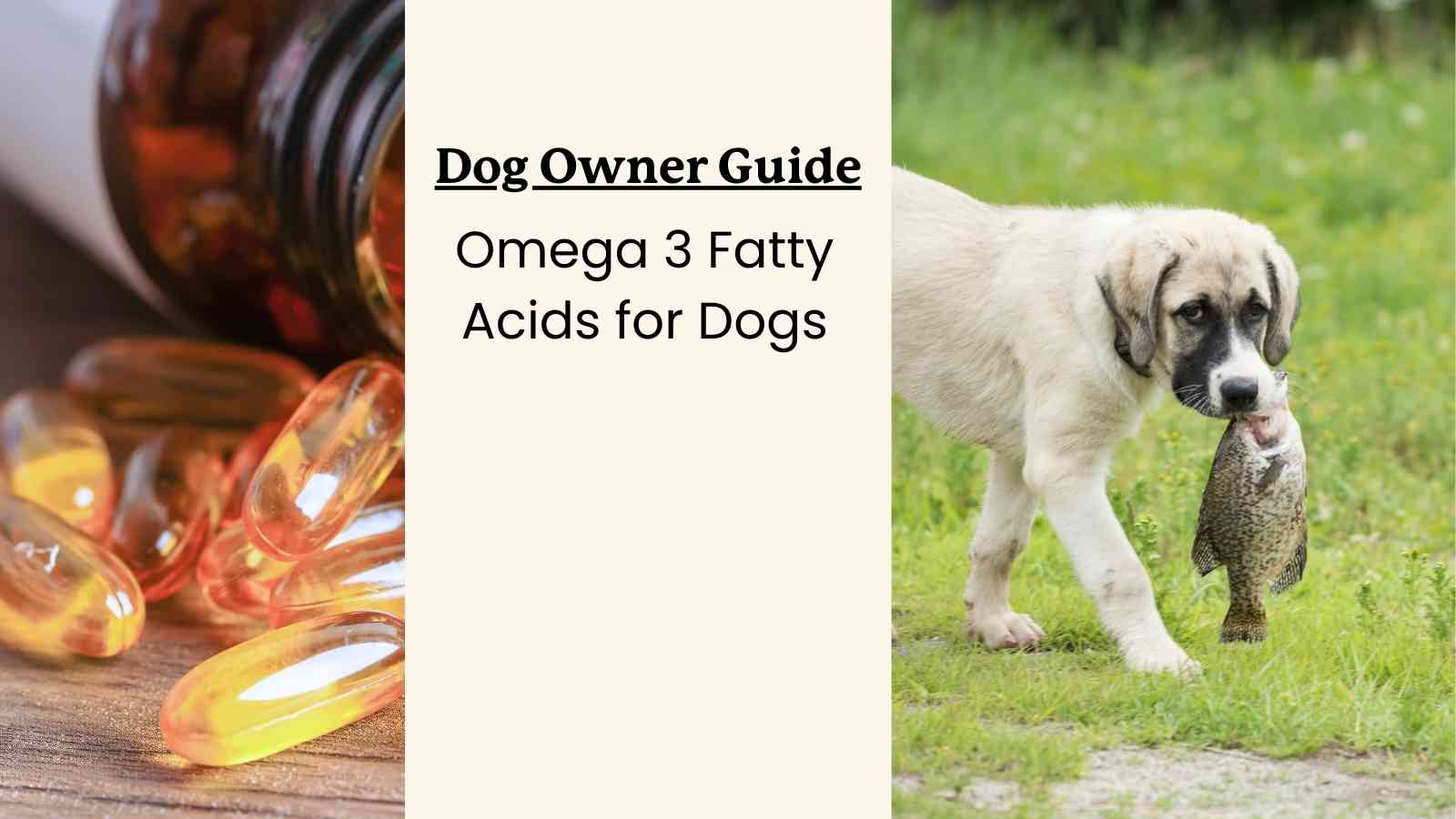 This is a guide to omega 3s for dogs, written for dog owners.