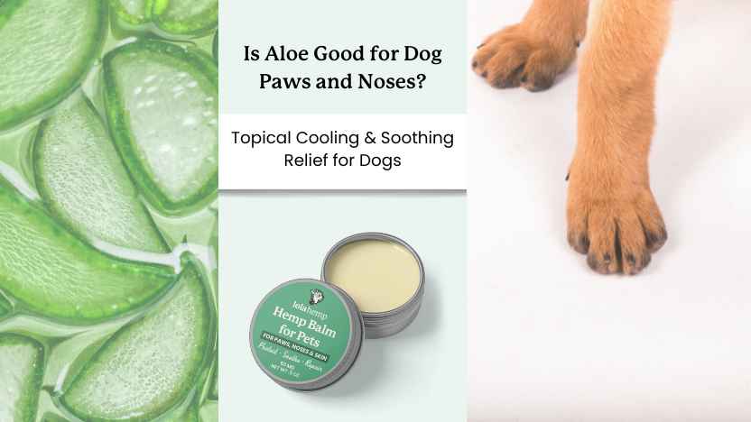 image of aloe, text that says "Is Aloe Good for Dog Paws and Noses?" and an image of lolahemp topical balm next to a dog's paws.