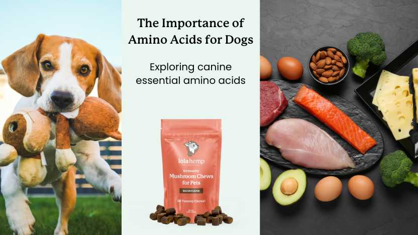 This article discusses essential amino acids for dogs