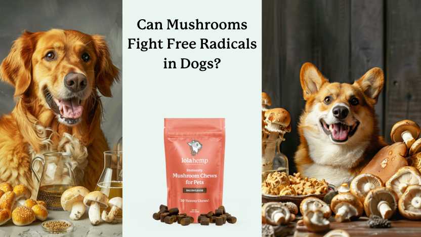 This is a guide on the antioxidant and free radical-fighting properties of mushrooms for dogs.