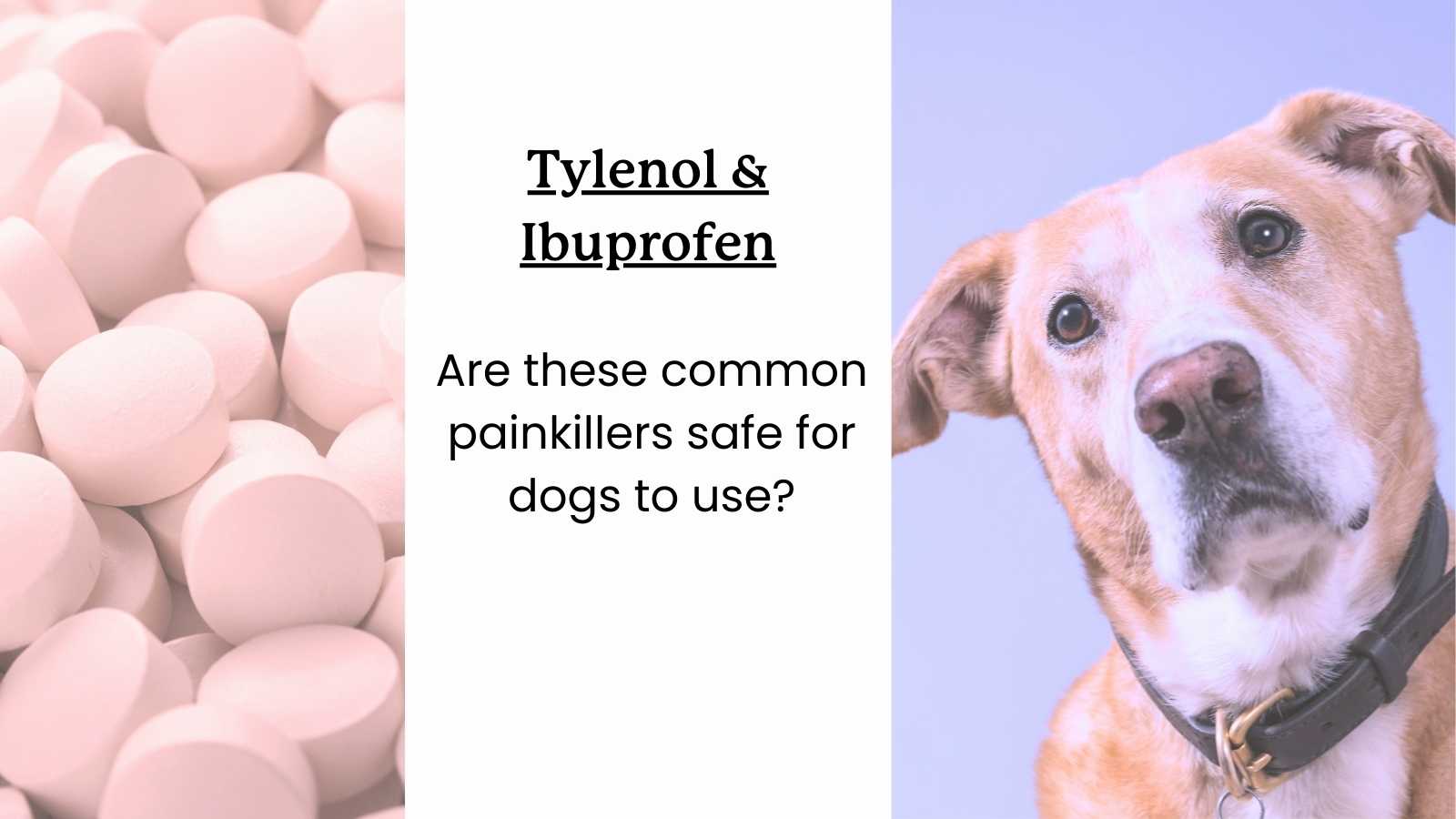 Are common painkillers Tylenol and Ibuprofen safe for dogs?