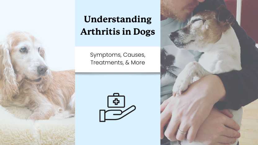 Two images of old dogs with arthritis and text that says "understanding arthritis in dogs"