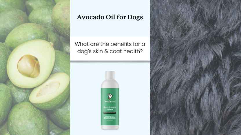 This image shows avocados, lolahemp CBD shampoo, and an image of a dog's coat with text that says "avocado oil for dogs"