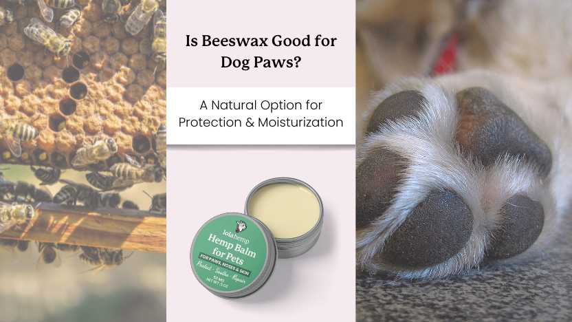 A beehive with bees, a lolahemp paw balm, text that says "is beeswax good for dog paws", next do an image of healthy dog paw.