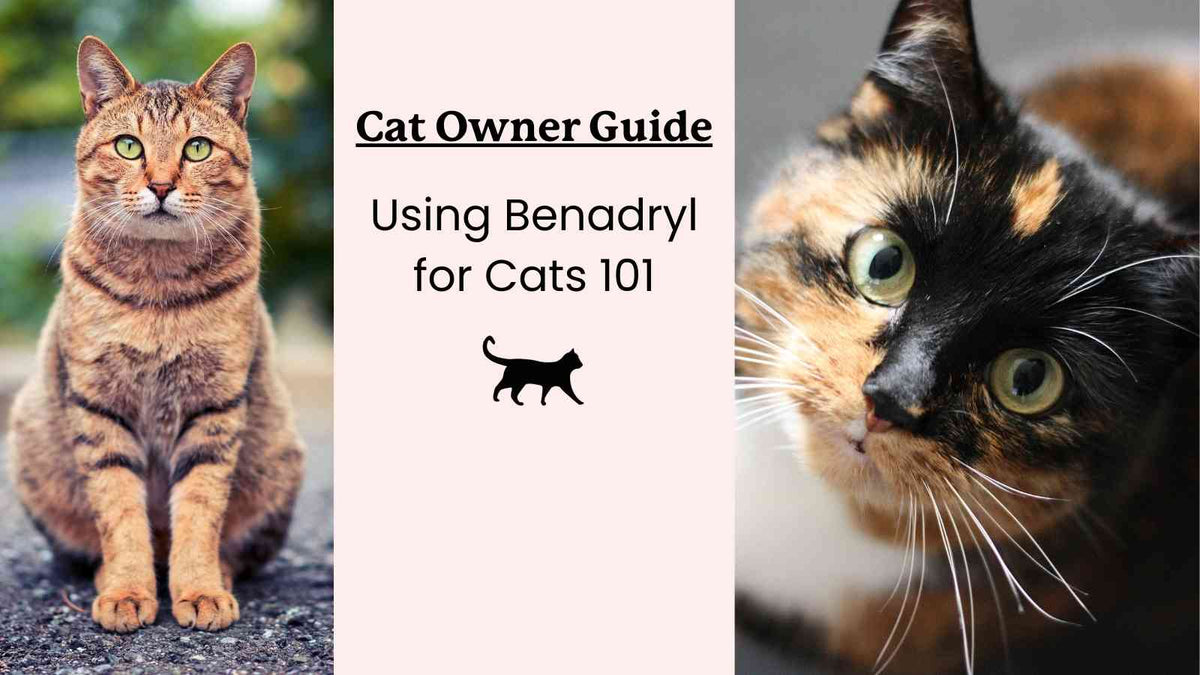 Considerations When Giving Cats Antihistamines | Lolahemp