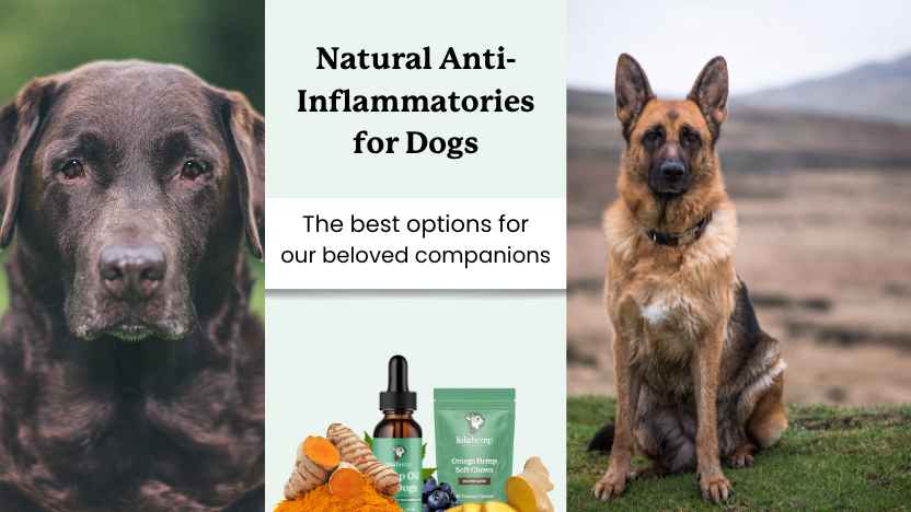 This image shows two dogs prone to inflammation and text that reads "natural anti inflammatories for dogs"