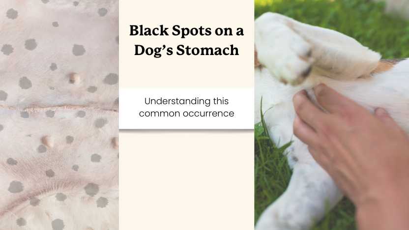 image of black dog belly spots and a dog on its back with text that says "black spots on a dogs stomach"