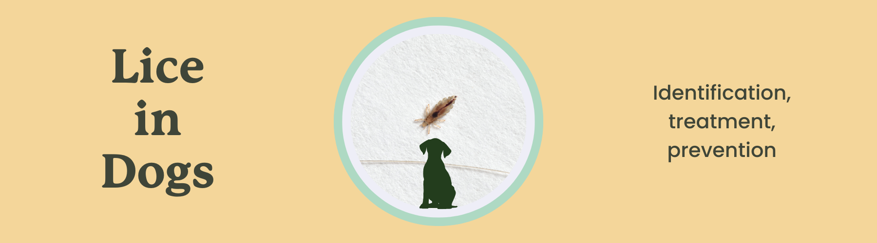 Understanding Dog Lice