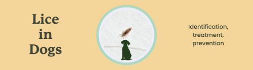 Dog 2024 louse treatment