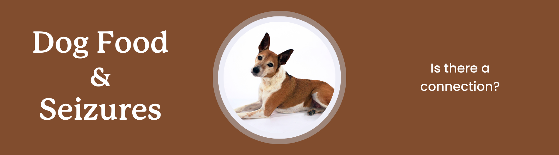 Can Food Cause Seizures in Dogs?