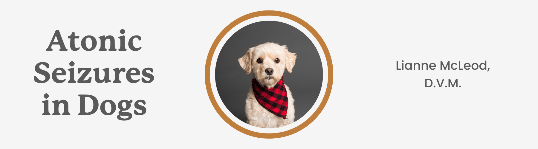 Atonic seizures in dogs