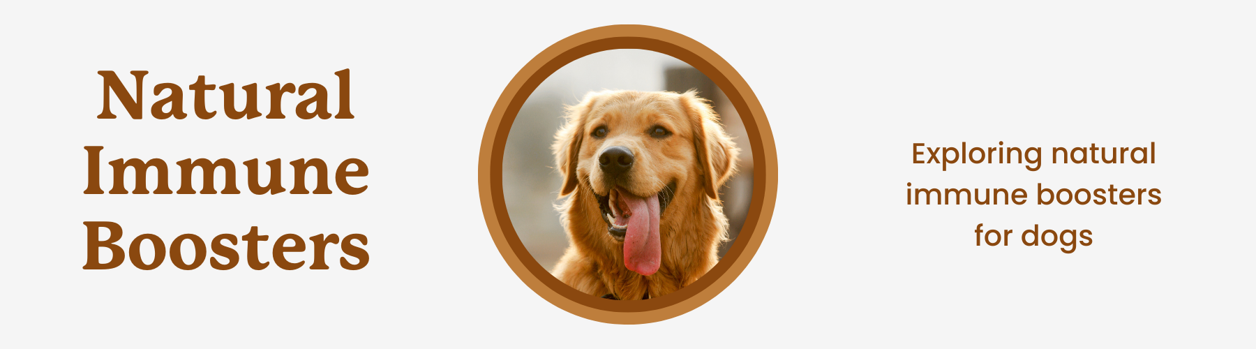 4 Canine Immune System Boosters | Natural Options – Lolahemp