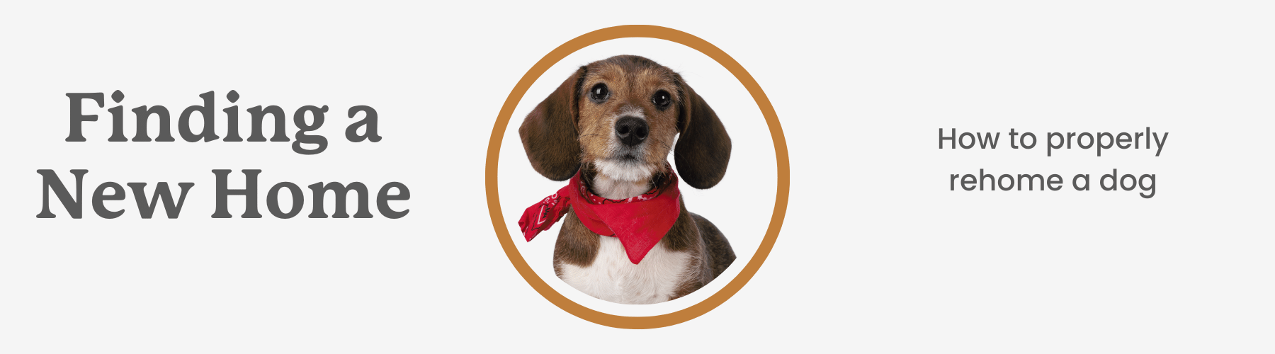 How to Rehome an Aggressive Dog: Expert Tips for Success