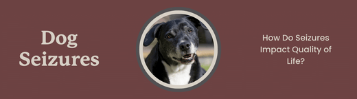 should you put down a dog because of seizures?