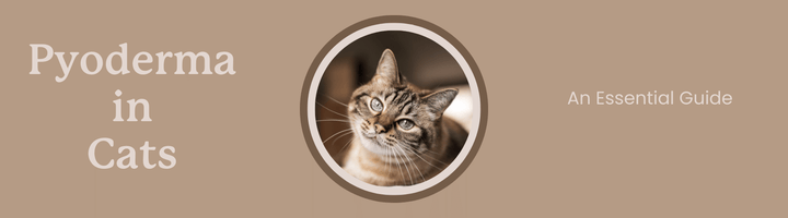 Pyoderma Treatment in Cats