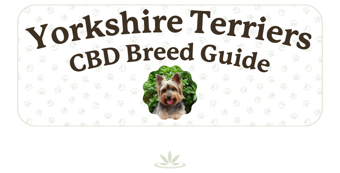 Lolahemp for Yorkies CBD Breed Guide