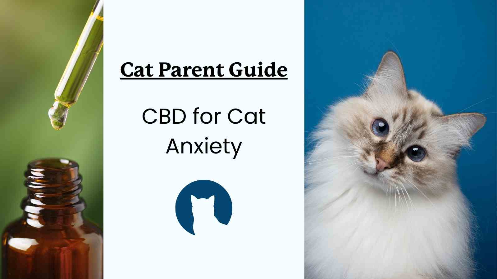 This is a guide to for pet owners about cbd for cats with anxiety