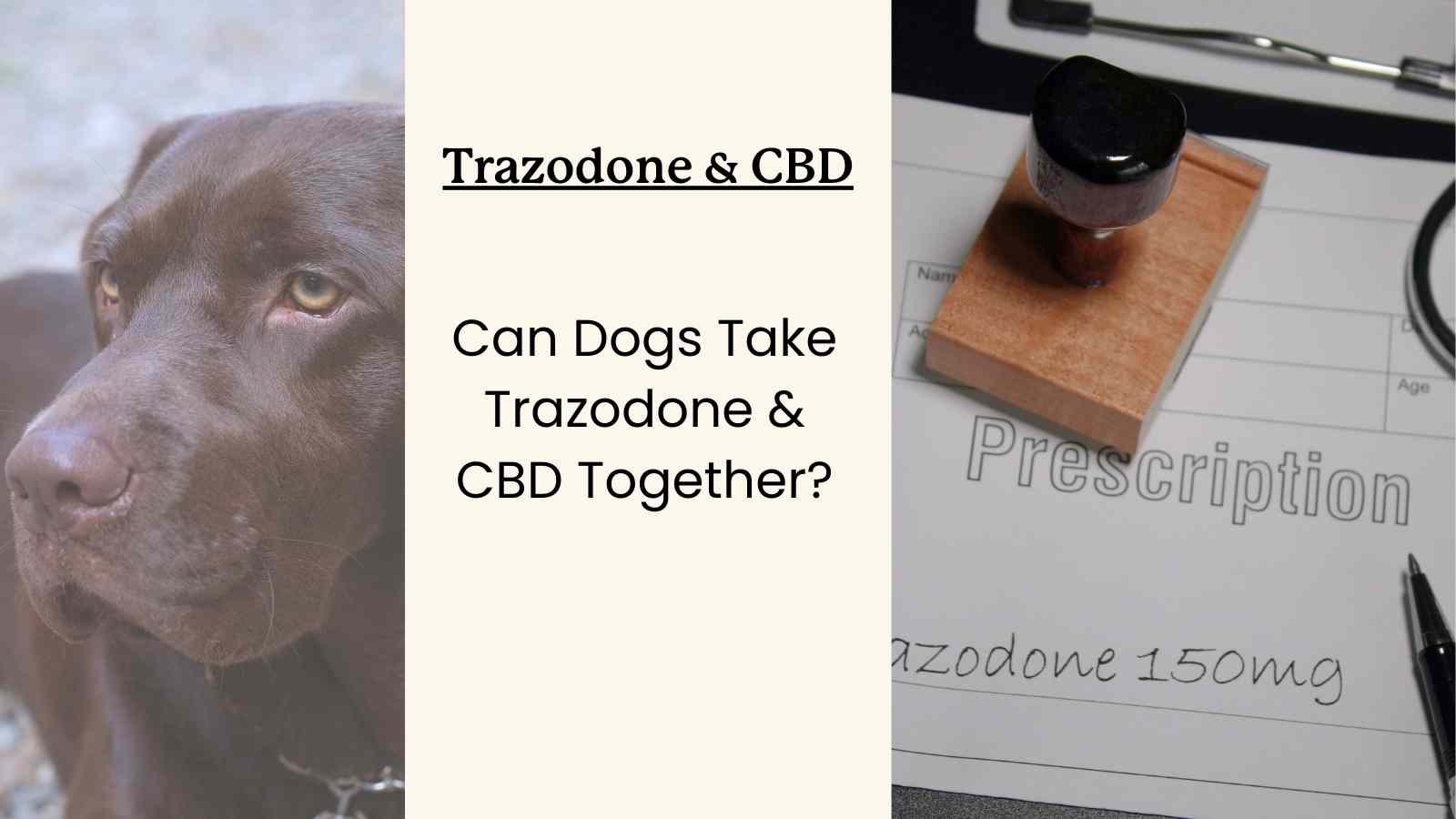 This guide discusses the use of CBD and trazodone for dogs at the same time, and whether or not it's safe.