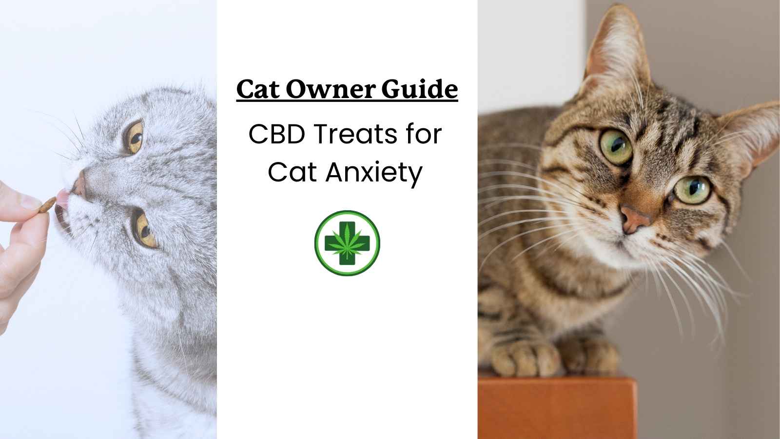 two cats taking cbd treats and text that reads "cat owner guide: CBD treats for cat anxiety"