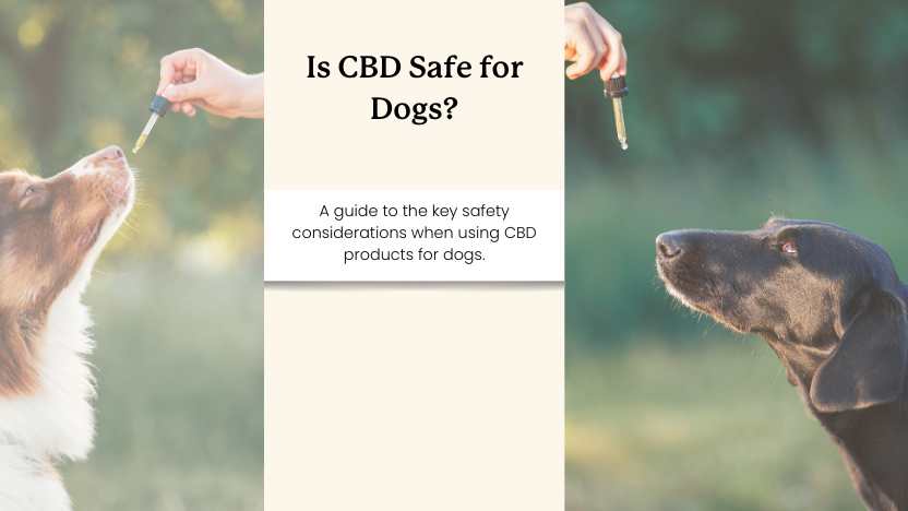 two images of dogs taking CBD oil and text that reads "is CBD safe for dogs?"