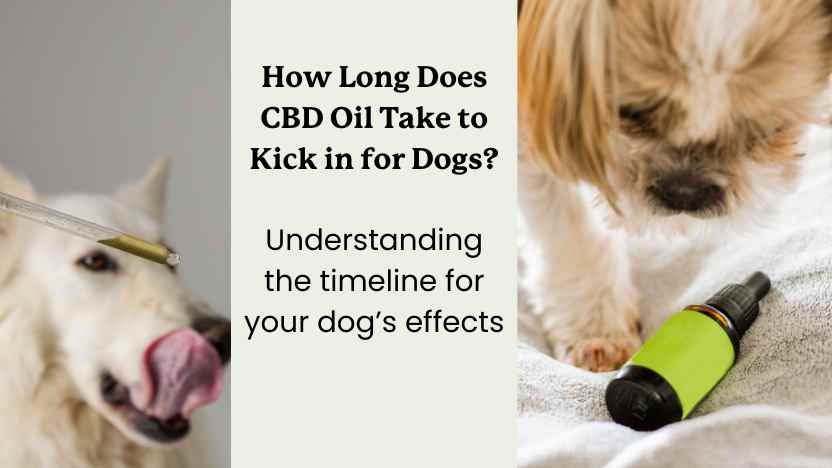 two images of dogs with cbd oil and text that says "how long does CBD oil take to kick in for dogs?"