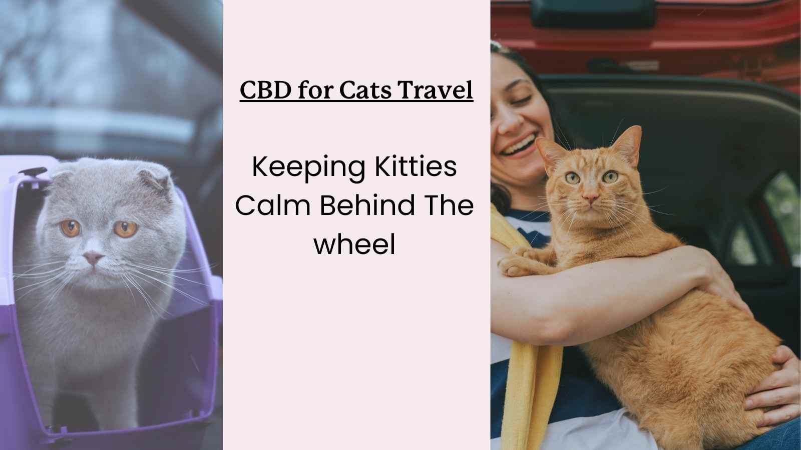 two cats in the car and text that reads "CBD for cats travel, keeping kitties calm behind the wheel"