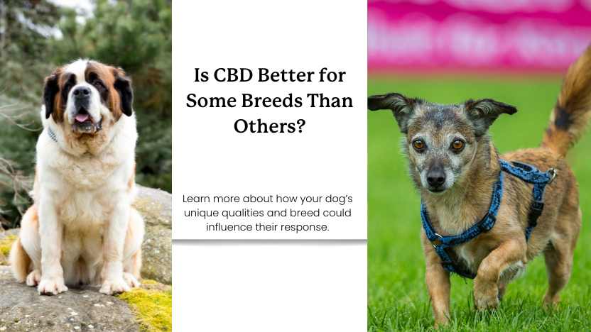 This image shows two dogs of different breeds with text that reads "is CBD better for some breeds than others?"