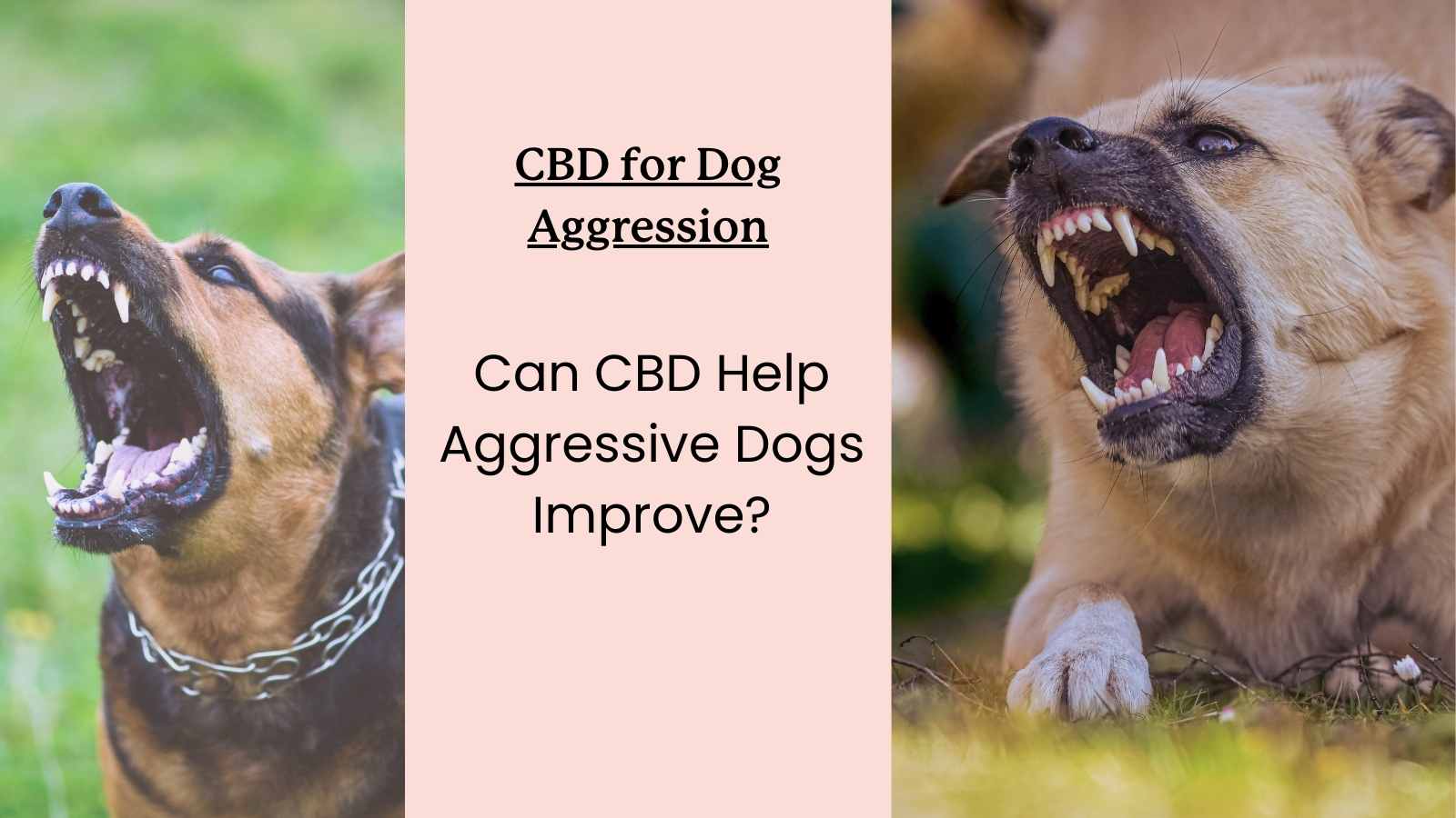 Two aggressive dogs - Can CBD Help Aggressive Dogs?