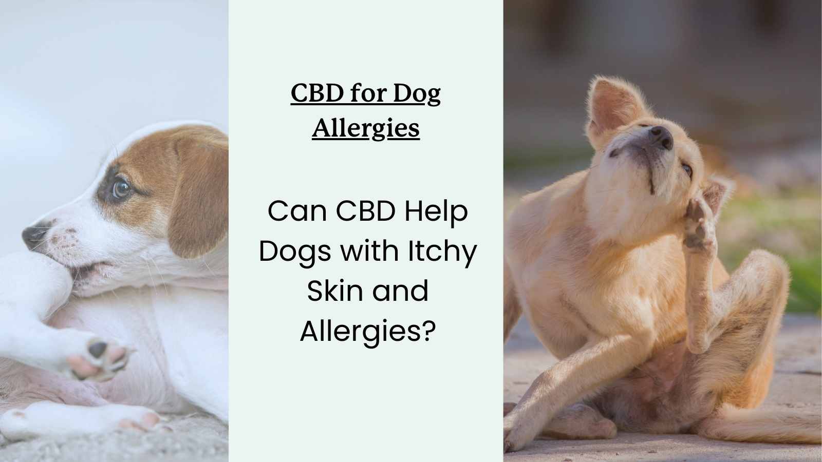 two itchy dogs and text that reads "can CBD help dogs with itchy skin and allergies?"