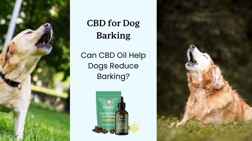 two dogs barking, with Lolahemp calming chews and oil in the middle between them.