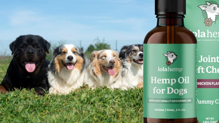 Four dogs sitting outside and a bottle of CBD oil next to a bag of CBD chews