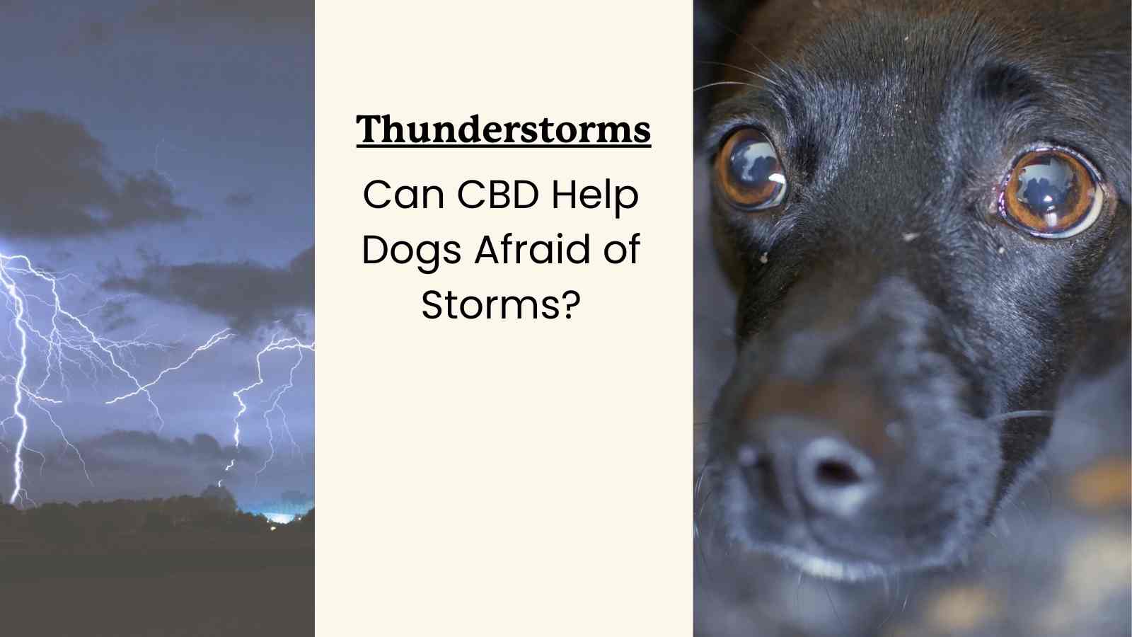 image of thunderstorms, a scared dog, and text that reads "thunderstorms: can cbd help dogs afraid of storms?"