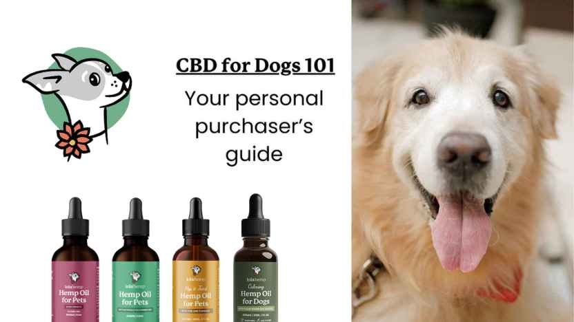 a dog next to four different bottles of Lolahemp's option for dog CBD oil.