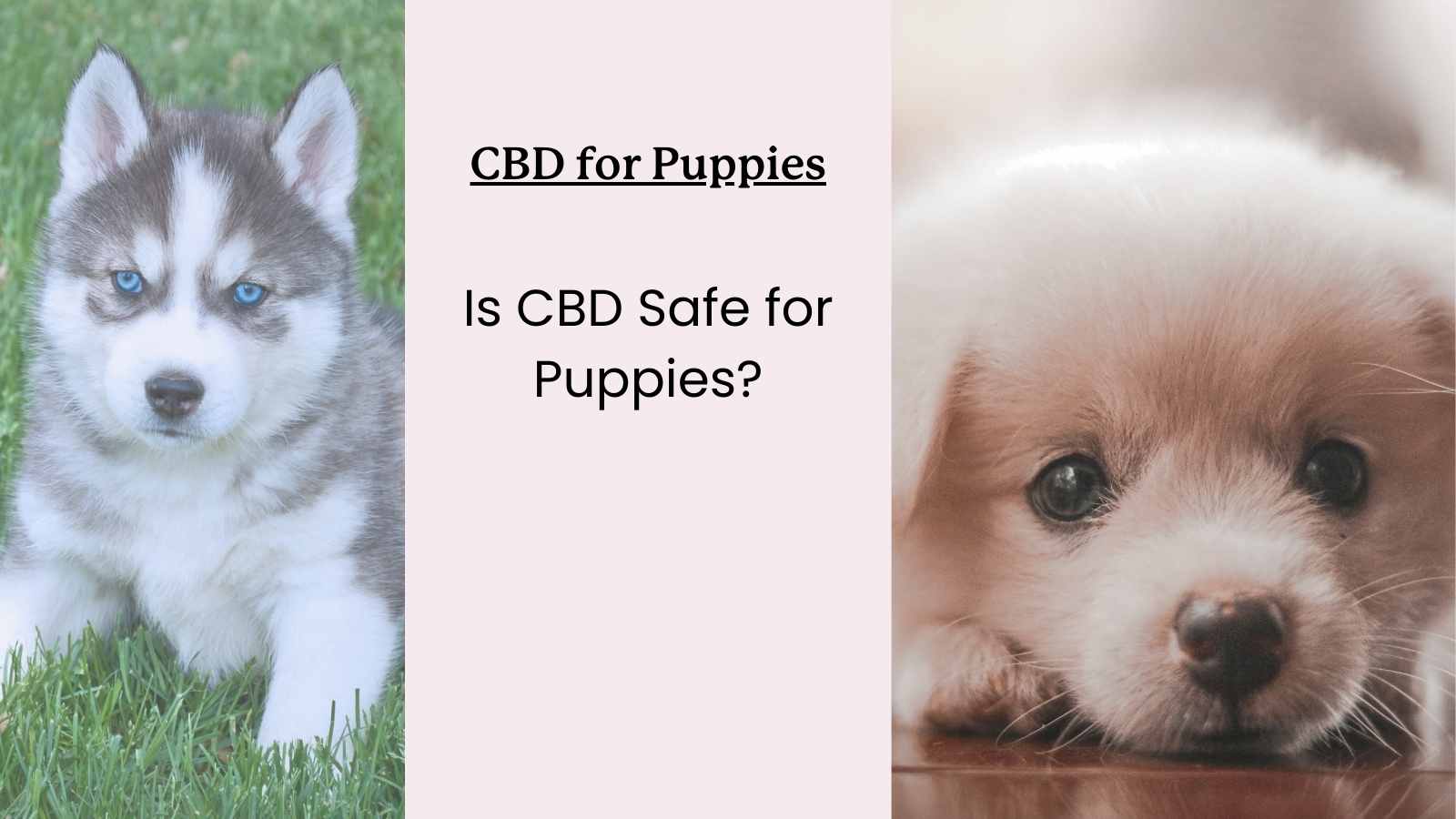 Guide to CBD for Puppies - Images of two puppies