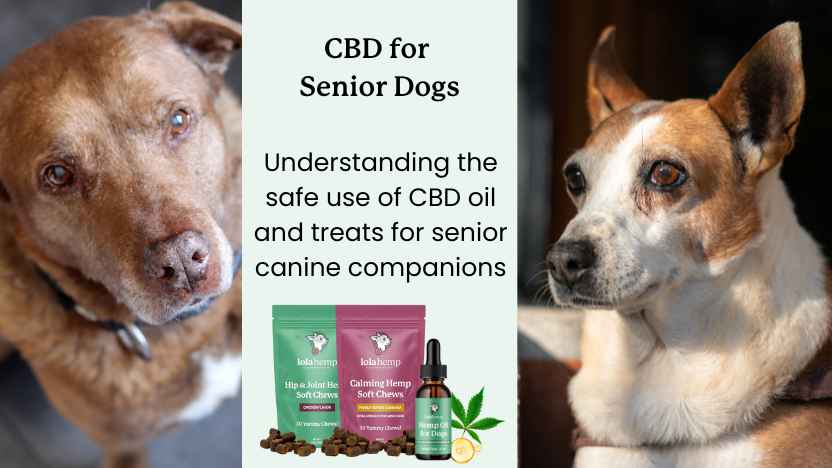 This image shows two senior dogs, three lolahemp cbd pet products, and text naming the article "CBD for Senior Dogs"