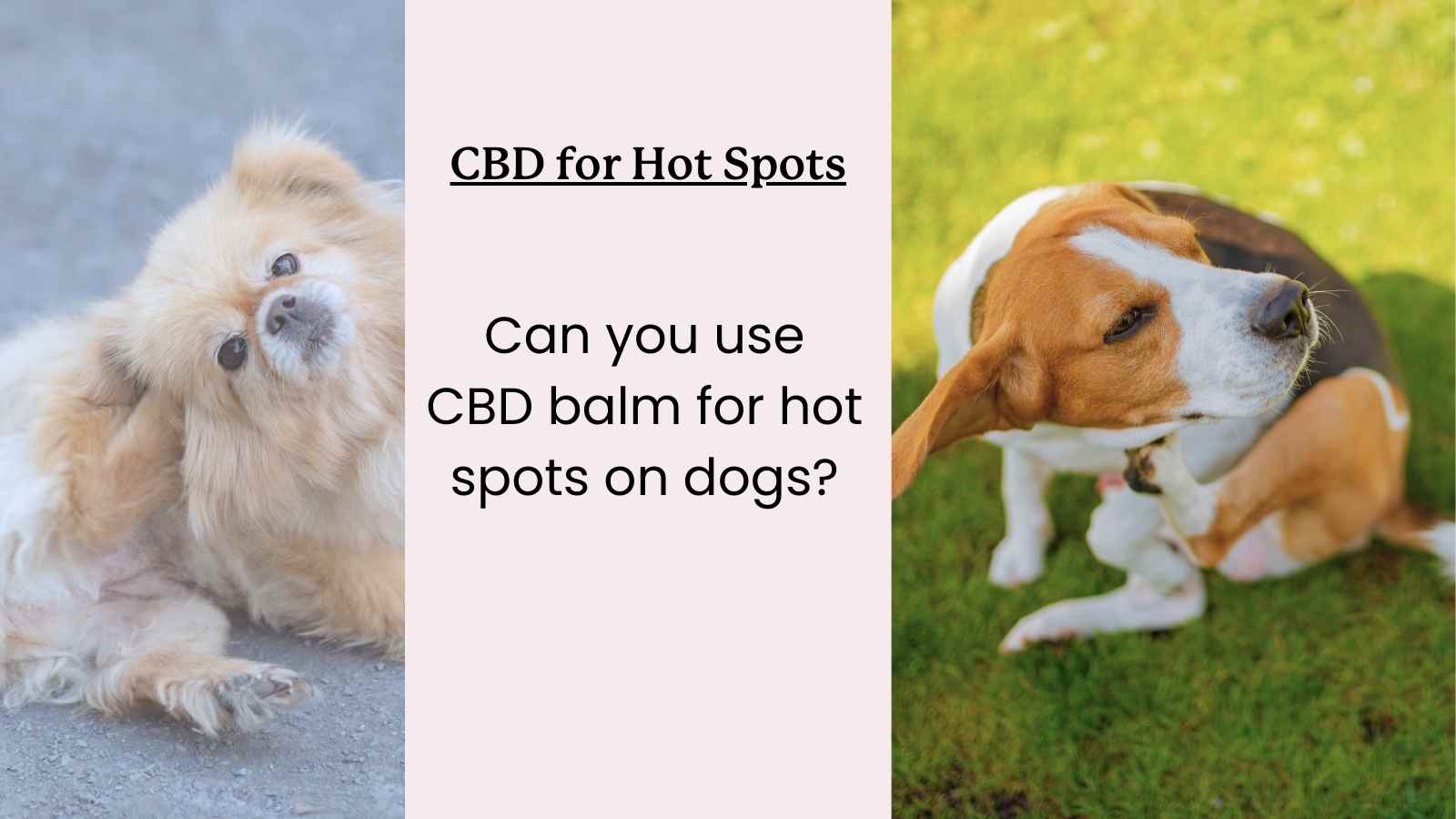 Guide to CBD for Hot Spots on Dogs