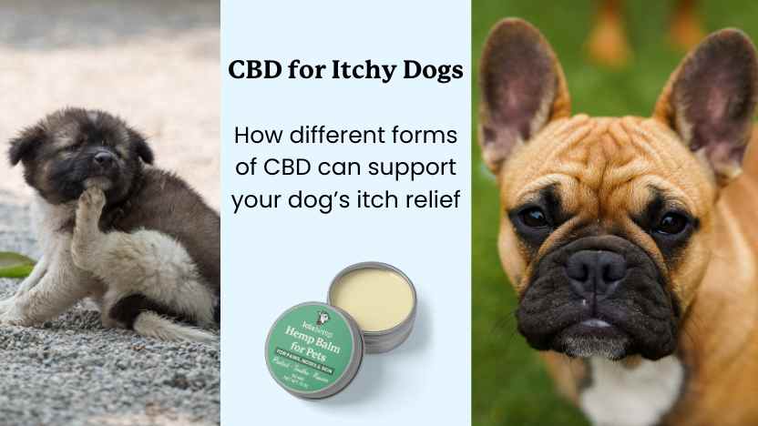 Image of itchy dogs and a tin of Lolahemp CBD balm