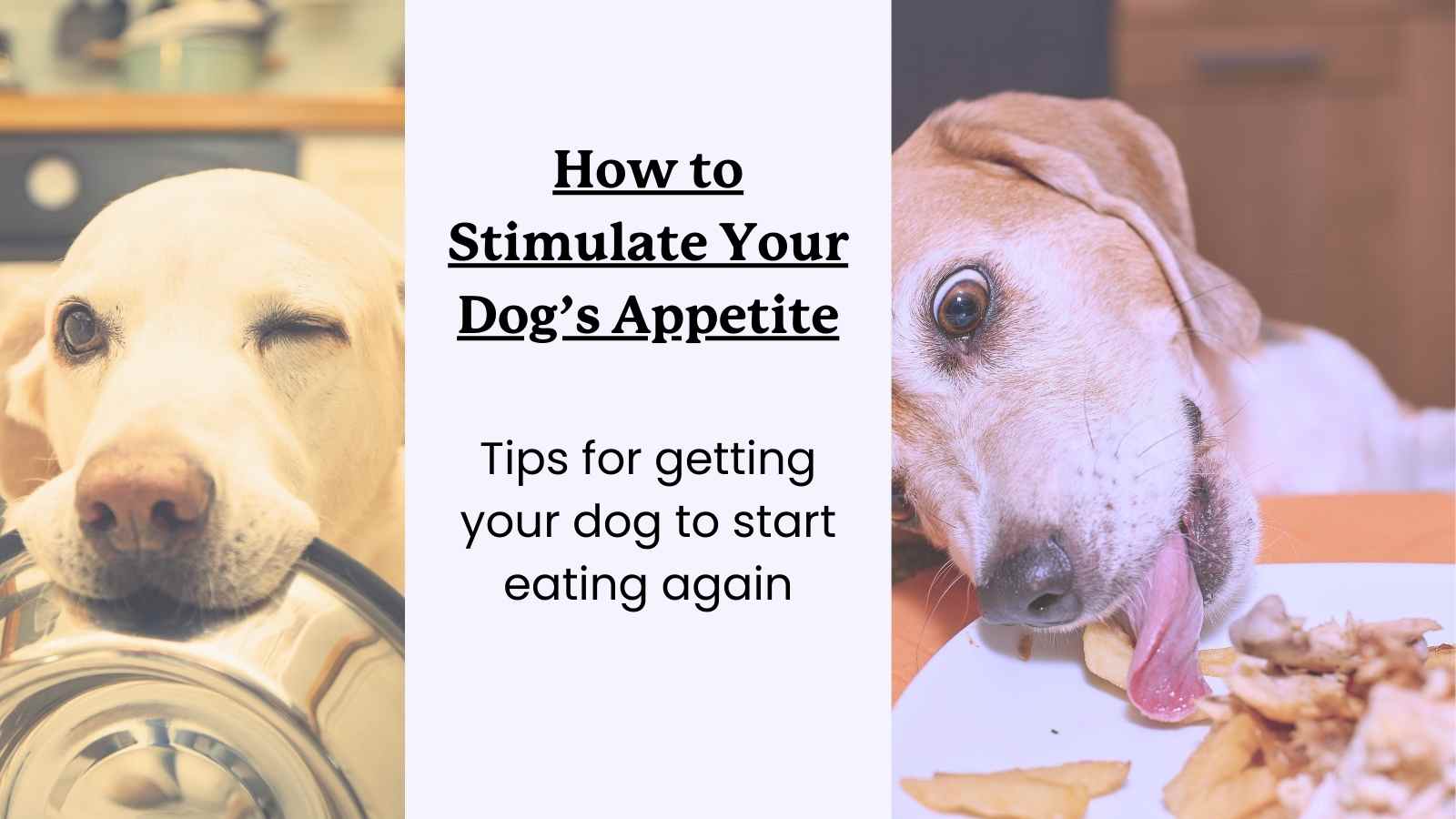 natural supplement to increase dog's appetite
